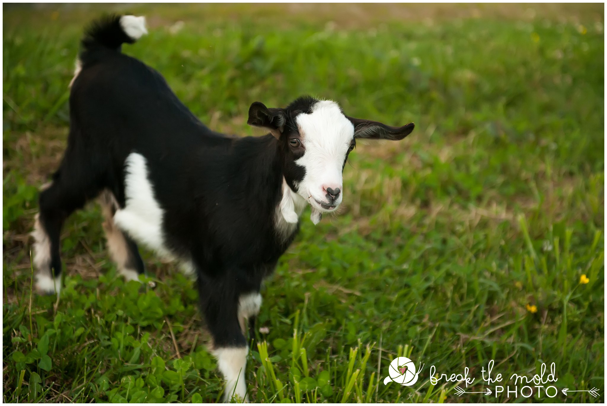 break-the-mold-photo-maternity-farm-country-unique-cruze-goat-babies_2209.jpg