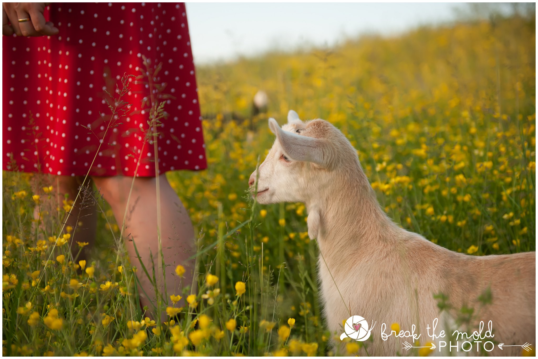 break-the-mold-photo-maternity-farm-country-unique-cruze-goat-babies_2217.jpg