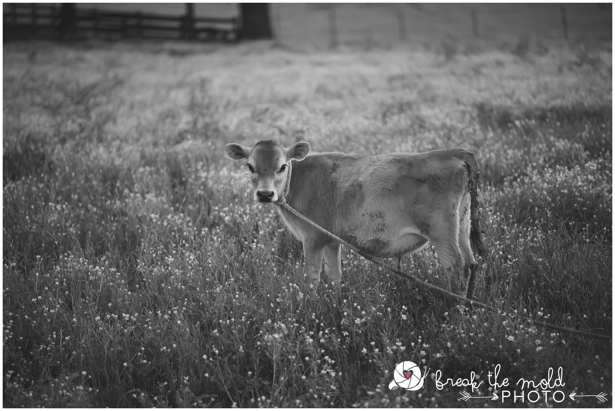 break-the-mold-photo-maternity-farm-country-unique-cruze-goat-babies_2225.jpg